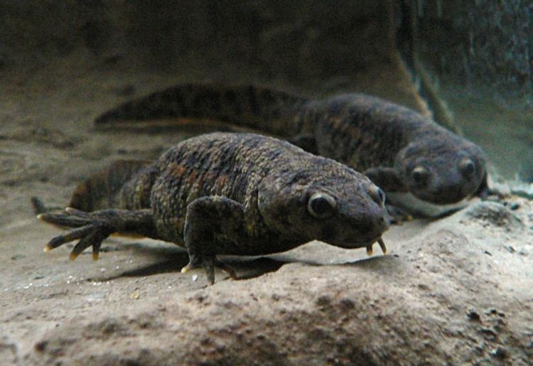 Iberian ribbed newt httpsuploadwikimediaorgwikipediacommonsaa