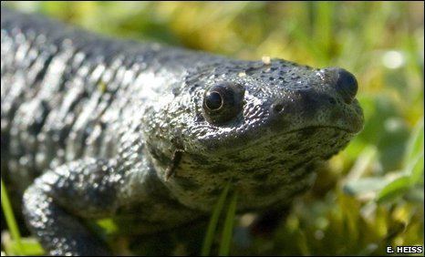 Iberian ribbed newt BBC Earth News Bizarre newt uses ribs as weapons