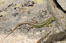 Iberian rock lizard Iberian rock lizard Wikipedia