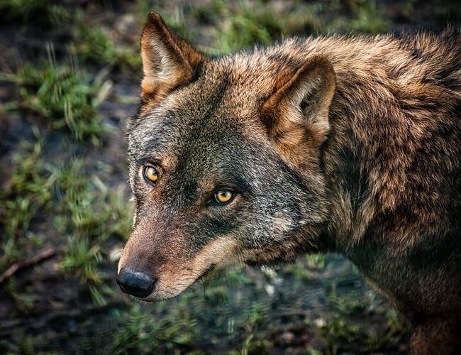 Iberian wolf Iberian Wolf The National Animal of Portugal