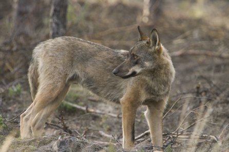 Iberian wolf Wolves Of The World Iberian Wolf Canis lupus signatus