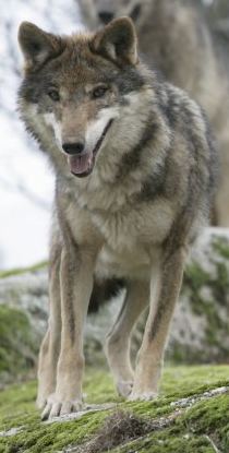 Iberian wolf httpsuploadwikimediaorgwikipediacommons00