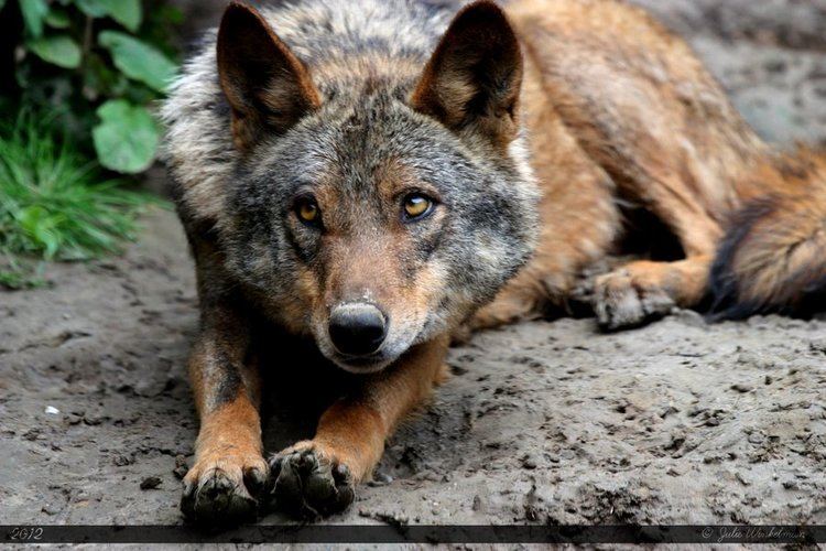 Iberian wolf iberianwolf18bywolfstoryd52mim9jpg 900600 Character