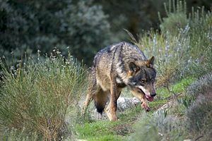 Iberian wolf Iberian wolf Wikipedia