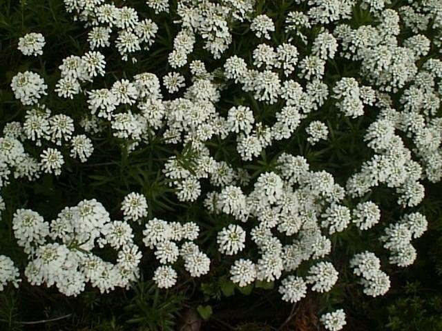 Iberis Iberis How to Grow and Care for Candytuft Plants Garden Helper