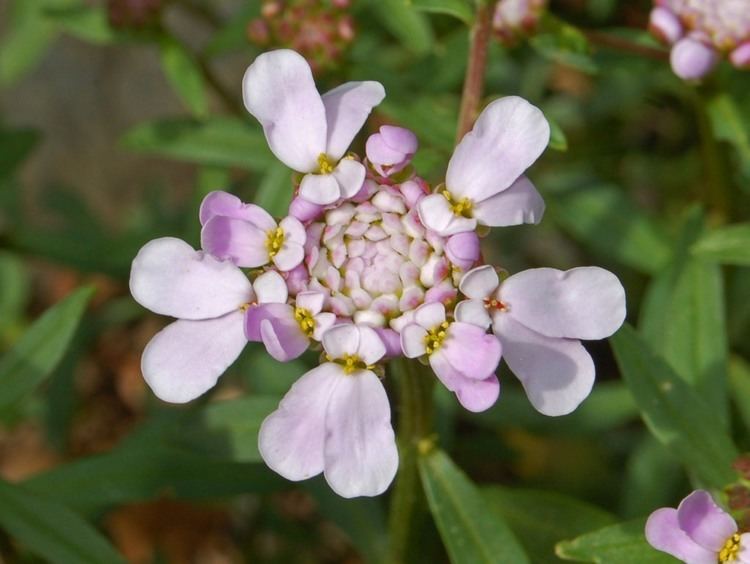 Iberis umbellata Iberis umbellata Wikipedia