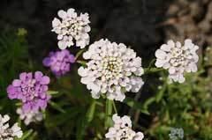 Iberis umbellata wwwpfaforgAdminPlantImagesIberisUmbellatajpg