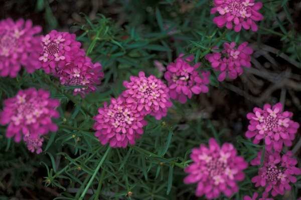 Iberis umbellata Iberis umbellata L globe candytuft