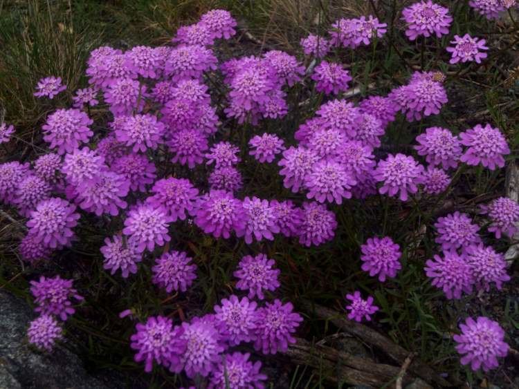 Iberis umbellata Iberis umbellata Iberide a ombrella