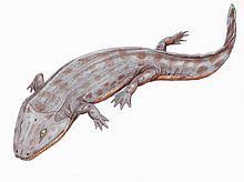 Iberospondylus httpsuploadwikimediaorgwikipediacommonsthu