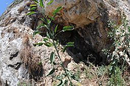 Ibex Cave httpsuploadwikimediaorgwikipediacommonsthu