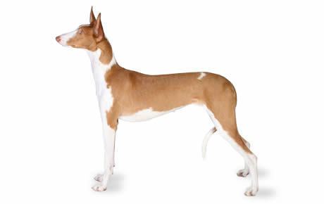 Ibizan Hound Ibizan Dog Breed Information Pictures Characteristics amp Facts