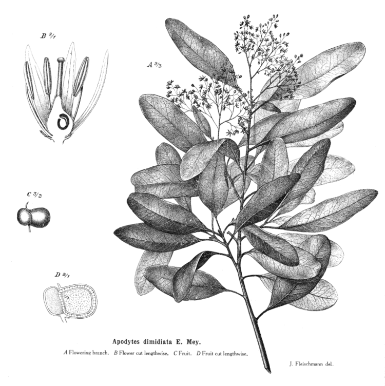 Icacinaceae deltaintkeycomangioimagesicaci333gif
