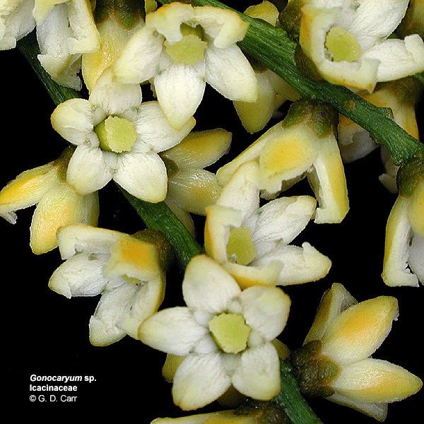 Icacinaceae Flowering Plant Families UH Botany