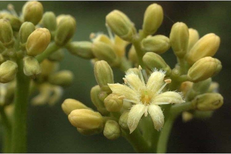 Icacinaceae Nothapodytes nimmoniana ICACINACEAE