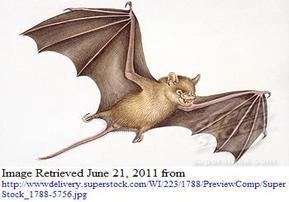 Icaronycteris designeranimals2011 Vampire Bat Ancient