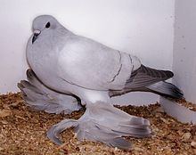 A gray colored Ice pigeon inside its nest.