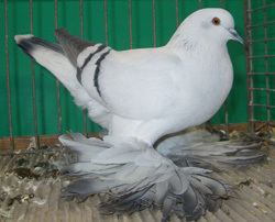 An Ice pigeon inside a cage with with light gray feathers on its upper back.