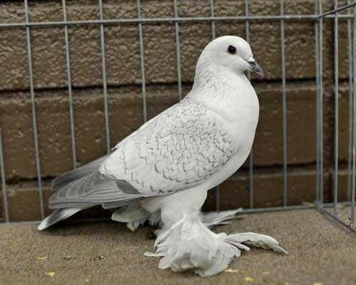 An Ice pigeon inside a cage with with light gray feathers on its upper back.