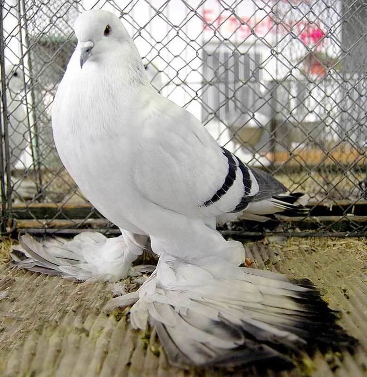An Ice pigeon inside a cage with its distinguishable feathers on its legs.