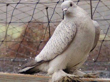 An Ice pigeon inside a cage with with light gray feathers on its upper back.