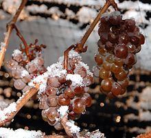 Ice wine httpsuploadwikimediaorgwikipediacommonsthu