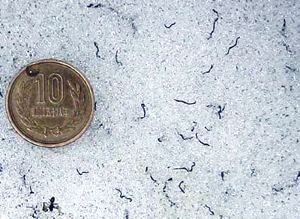 Ice worm Species Closeup The Ice Worm