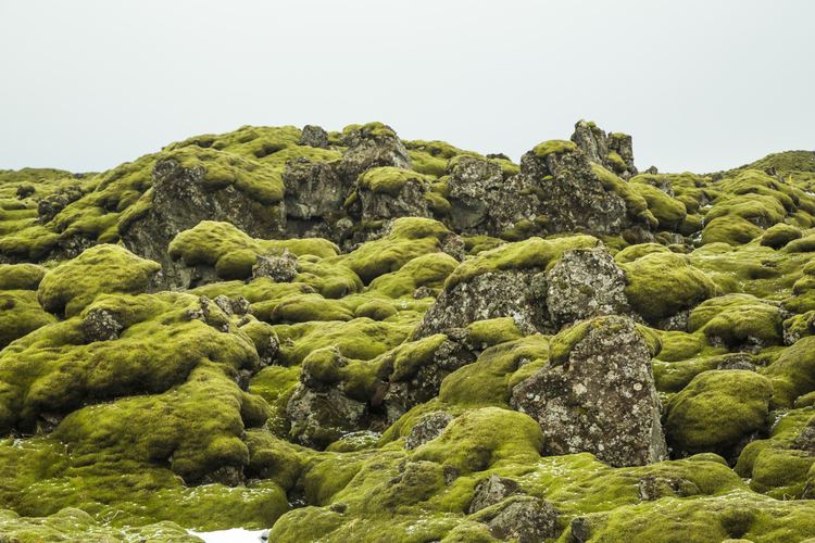 Iceland moss Lava Field Moss Iceland Kim Conway