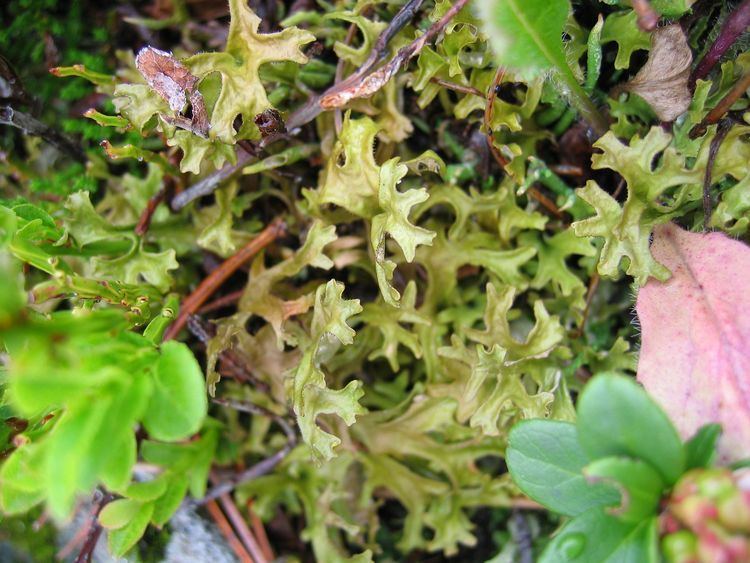Iceland moss httpsuploadwikimediaorgwikipediacommons44