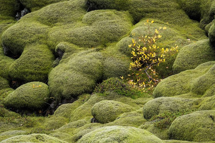 Iceland moss Iceland Moss and Lava Anne McKinnell Photography