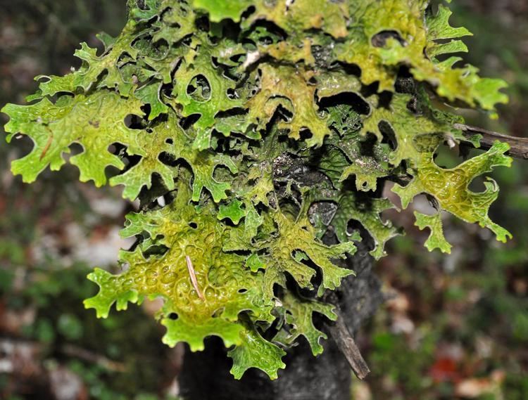 Iceland moss FileCetraria islandica Iceland Moss