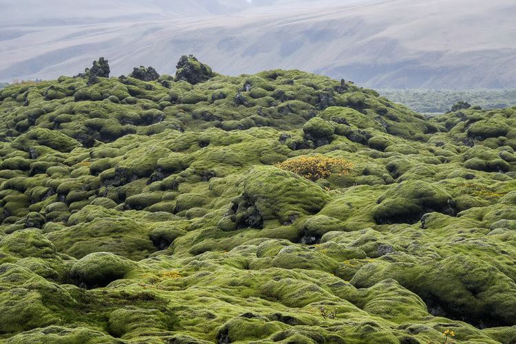 Iceland moss Iceland Moss and Lava Anne McKinnell Photography