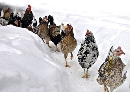 Icelandic Chicken Icelandic Chickens A Heritage Chicken Breed for Modern Homesteads