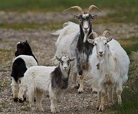 Icelandic goat httpsuploadwikimediaorgwikipediacommonsthu