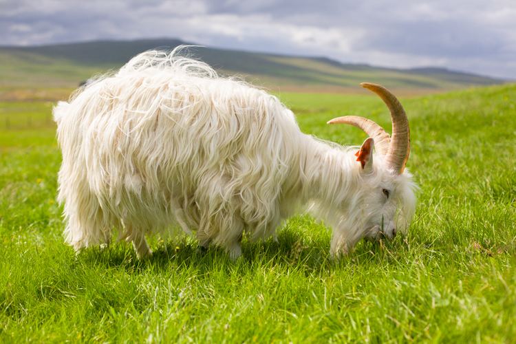 Icelandic goat Photos Fighting to Save the Icelandic Goat Modern Farmer