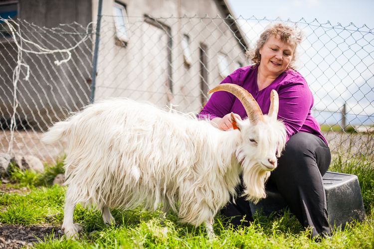 Icelandic goat Photos Fighting to Save the Icelandic Goat Modern Farmer