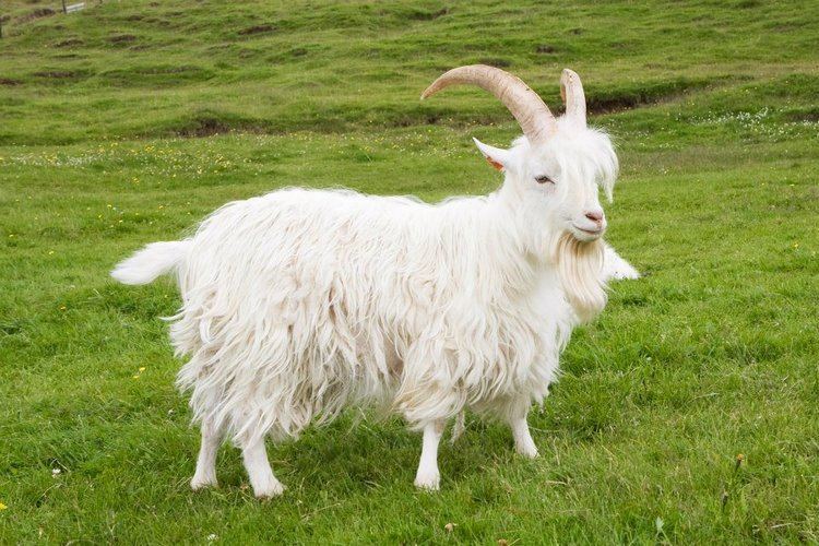Icelandic goat Save the Icelandic Goat From Extinction Indiegogo