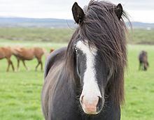 Icelandic horse httpsuploadwikimediaorgwikipediacommonsthu