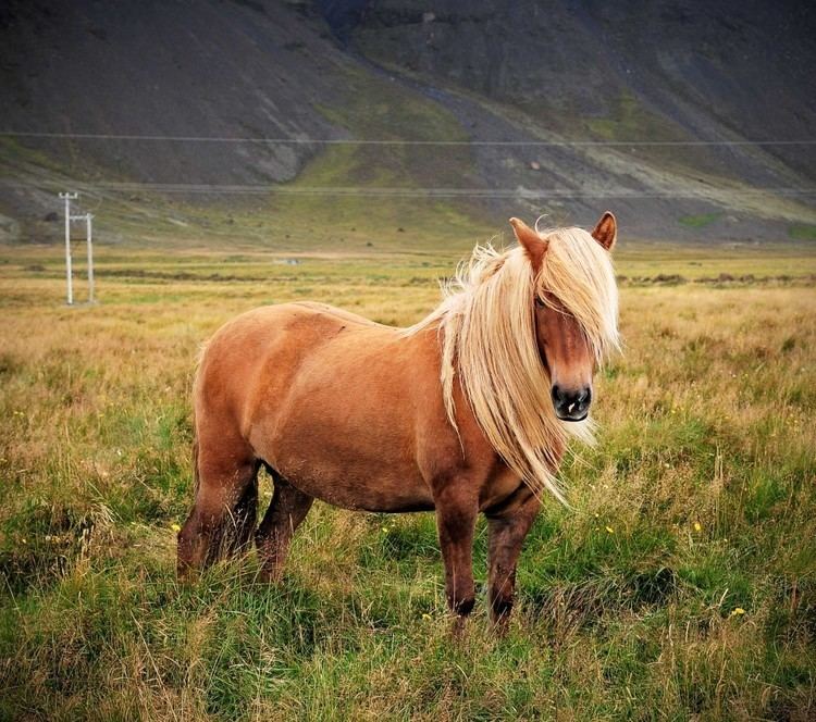 Icelandic horse Icelandic Horses ThorpeWood