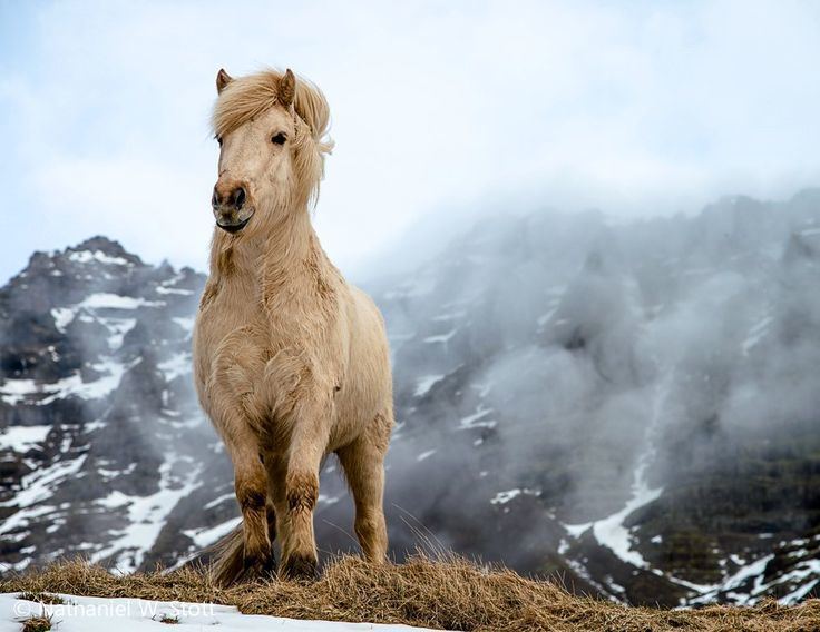 Icelandic horse 1000 ideas about Icelandic Horse on Pinterest Horses Arabian
