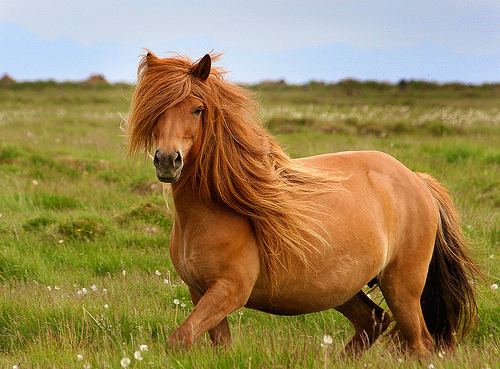Icelandic horse Icelandic Horses Homesteading Guide