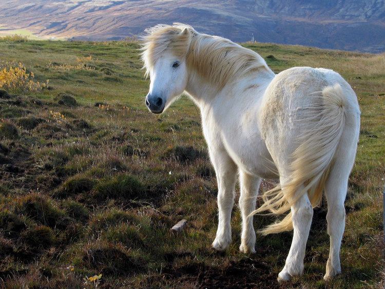 Icelandic horse Icelandic slaughterhouse advertises for horses to feed overseas diners