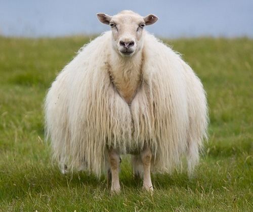 Icelandic sheep Facts you never knew about the Icelandic Sheep Iceland Defrosted