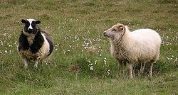 Icelandic sheep Icelandic sheep Wikipedia