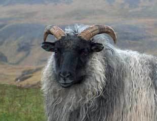 Icelandic sheep wwwisbonacomimagesgrayewejpg