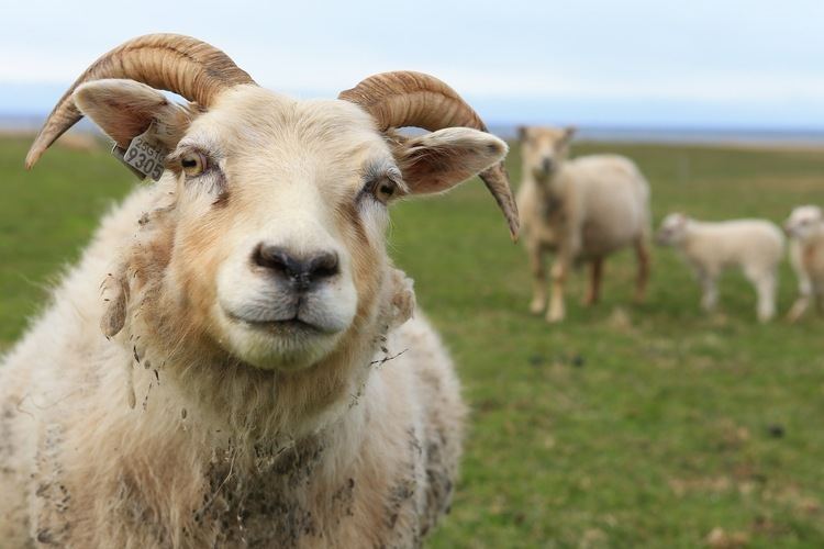 Icelandic sheep Rettir the Icelandic sheep roundup
