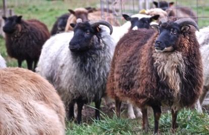 Icelandic sheep HeartsEase Icelandic Sheep