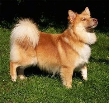 Icelandic Sheepdog Icelandic Sheepdog Dog Breed Information and Pictures