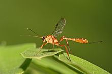 Ichneumonidae httpsuploadwikimediaorgwikipediacommonsthu
