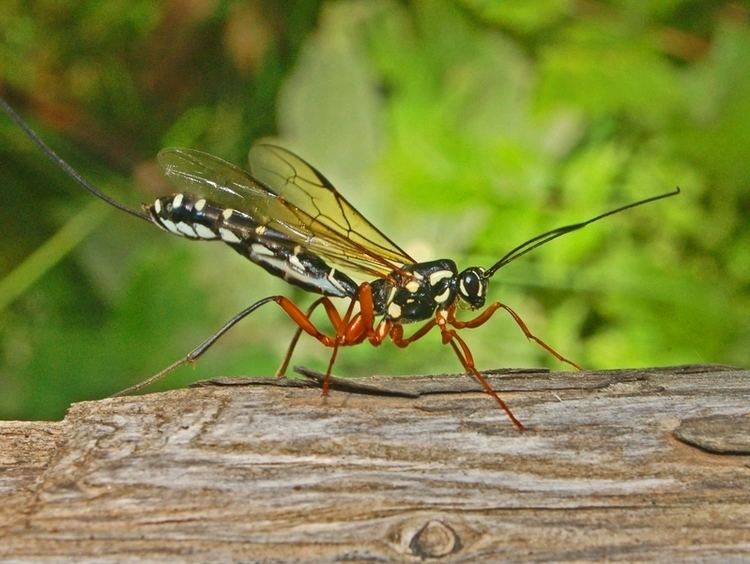Ichneumonidae Rhyssa persuasoria Wikipedia